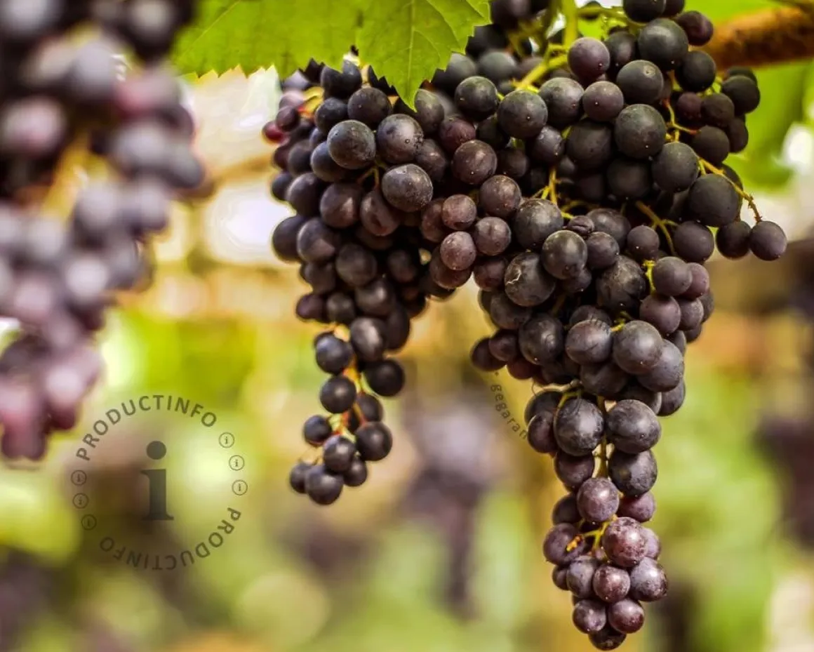 Vitis vinifera 'Regent'