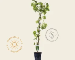 Vitis vinifera 'Vroege van der Laan'