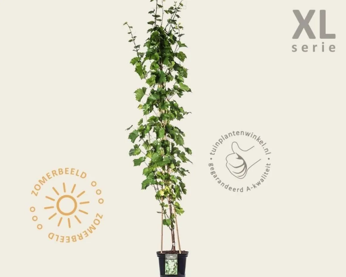 Vitis 'Vroege van der Laan' - XL
