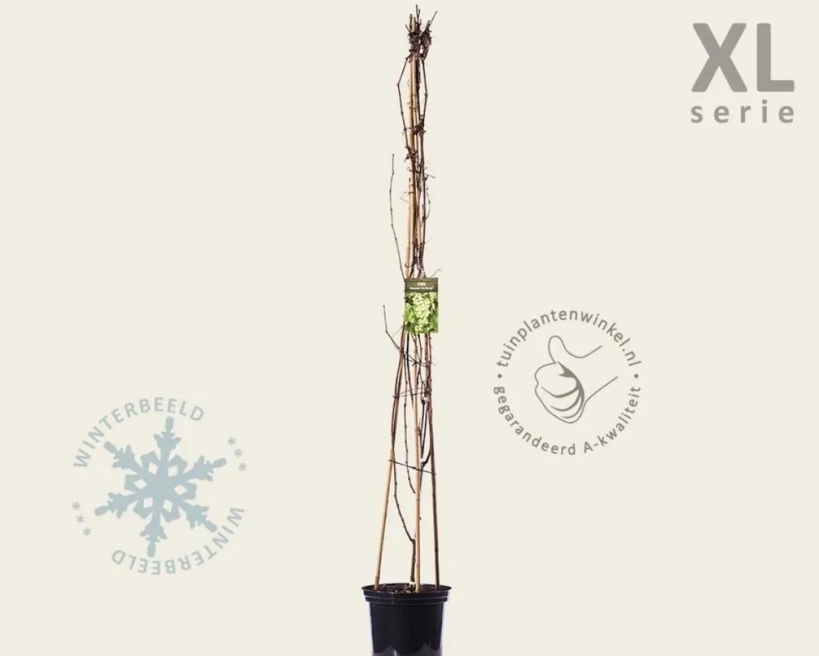 Vitis 'Vroege van der Laan' - XL