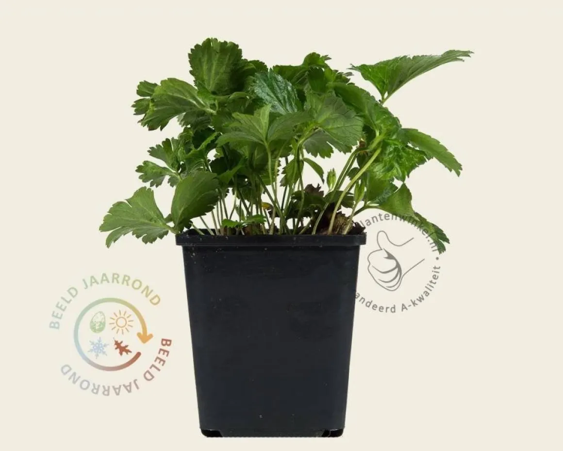 Waldsteinia ternata