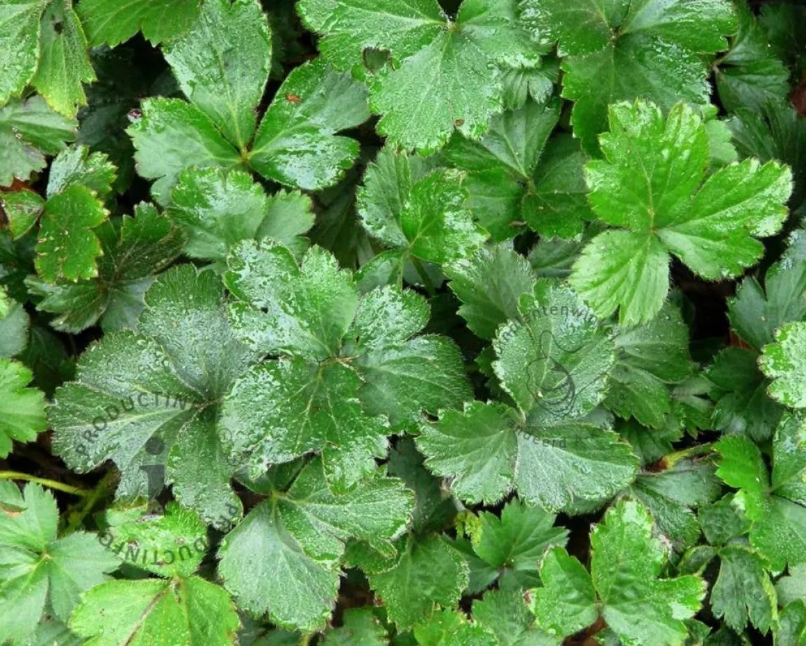 Waldsteinia ternata