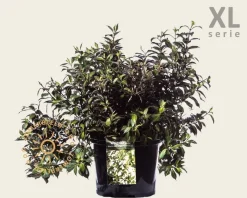 Weigela 'Black & White' - XL