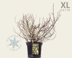 Weigela 'Black & White' - XL