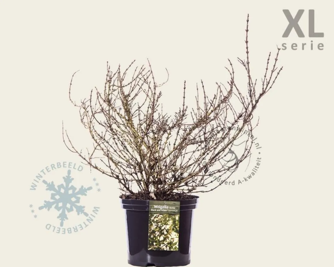 Weigela 'Black & White' - XL