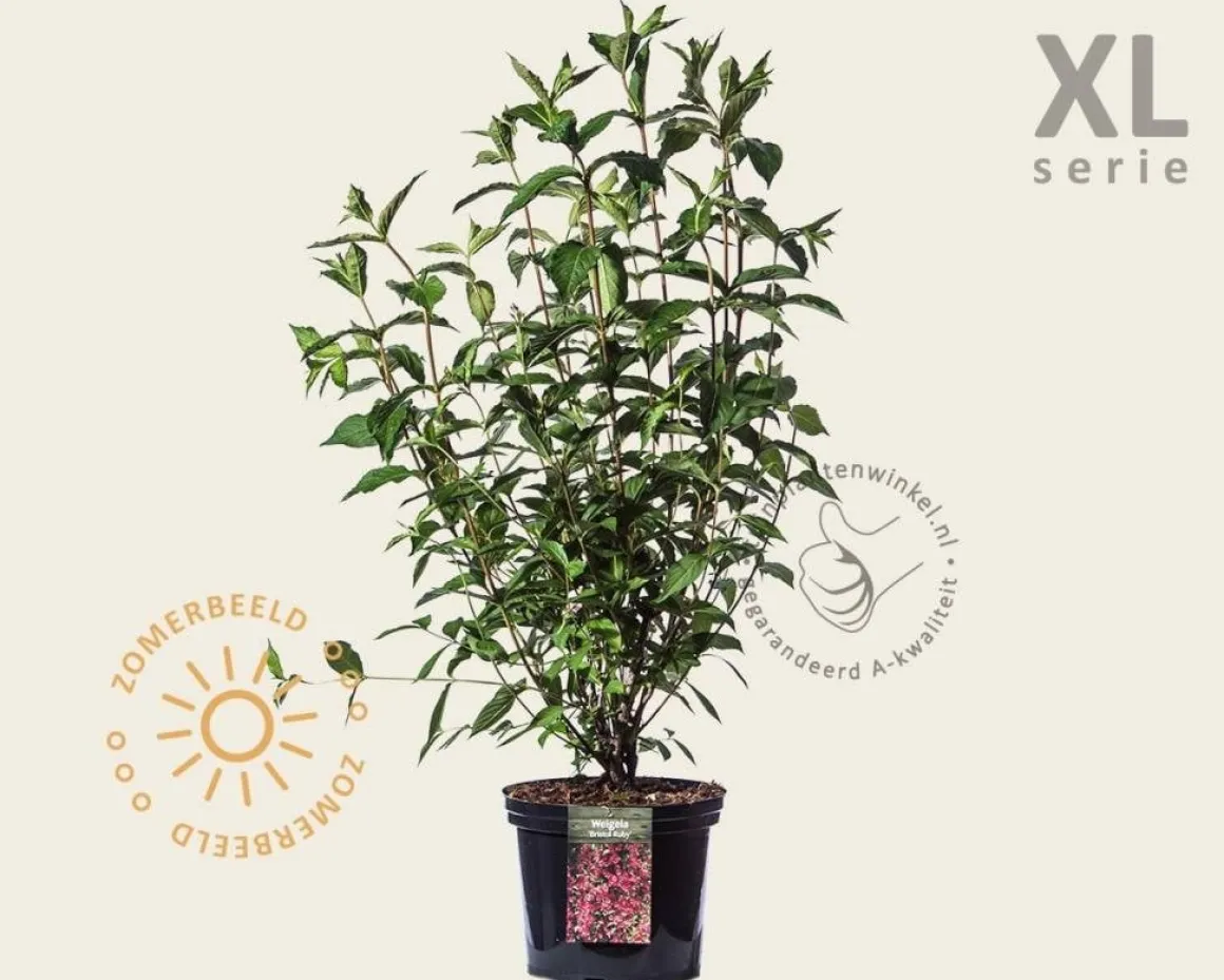 Weigela 'Bristol Ruby' - XL