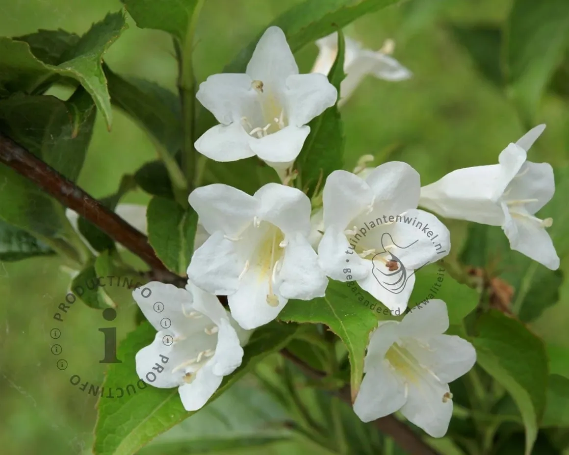 Weigela 'Candida'