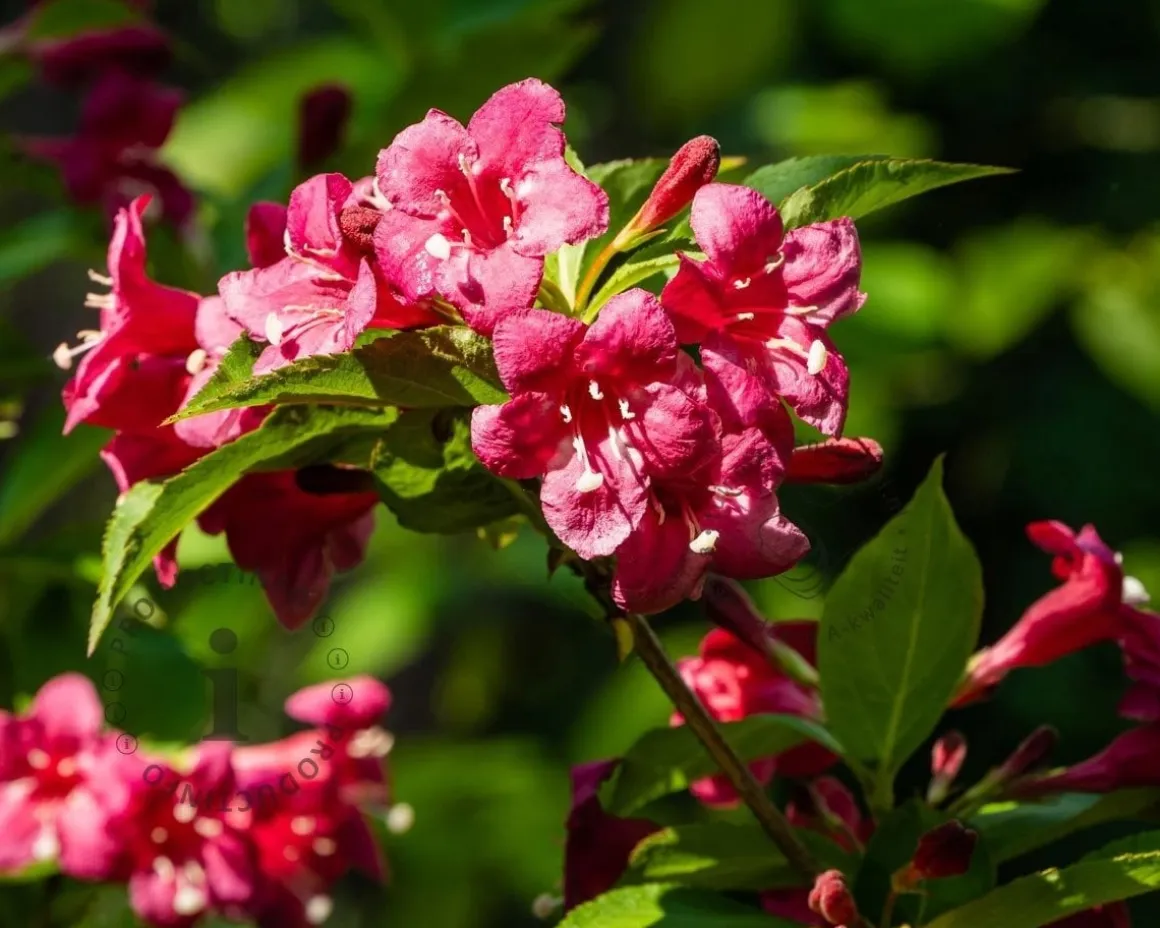 Weigela florida 'Bristol Ruby'