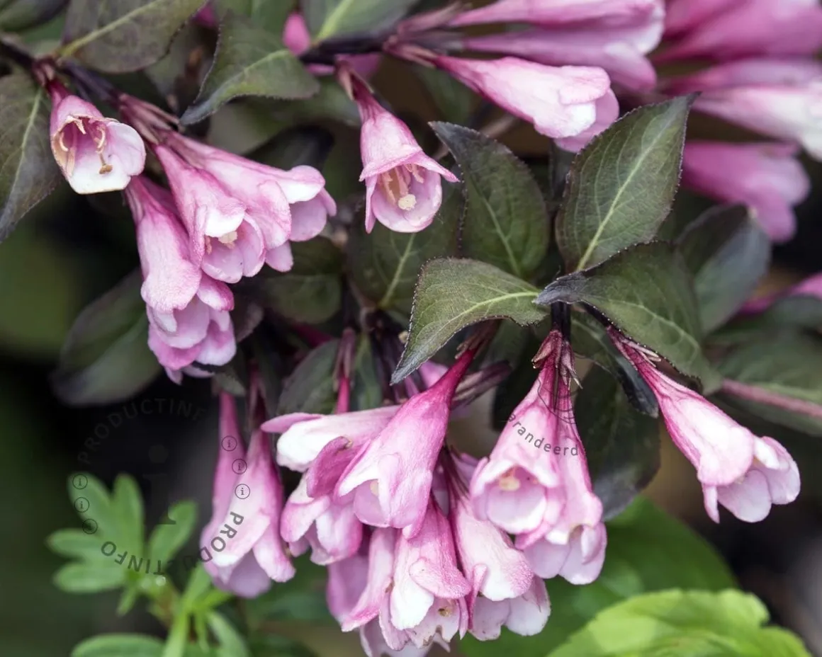 Weigela florida 'Foliis Purpureis'