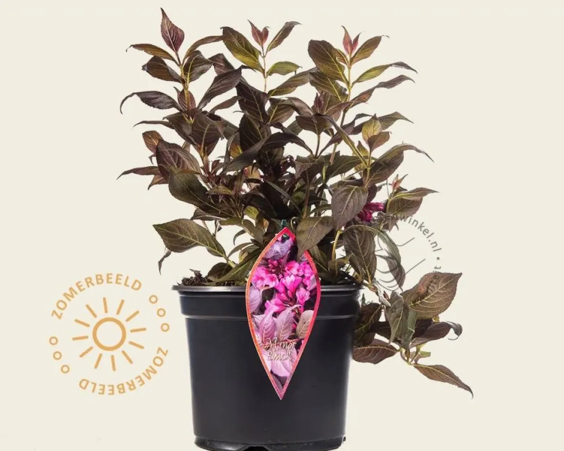Weigela florida 'Minor Black'