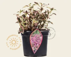 Weigela florida 'Monet'