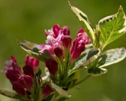 Weigela florida 'Monet'