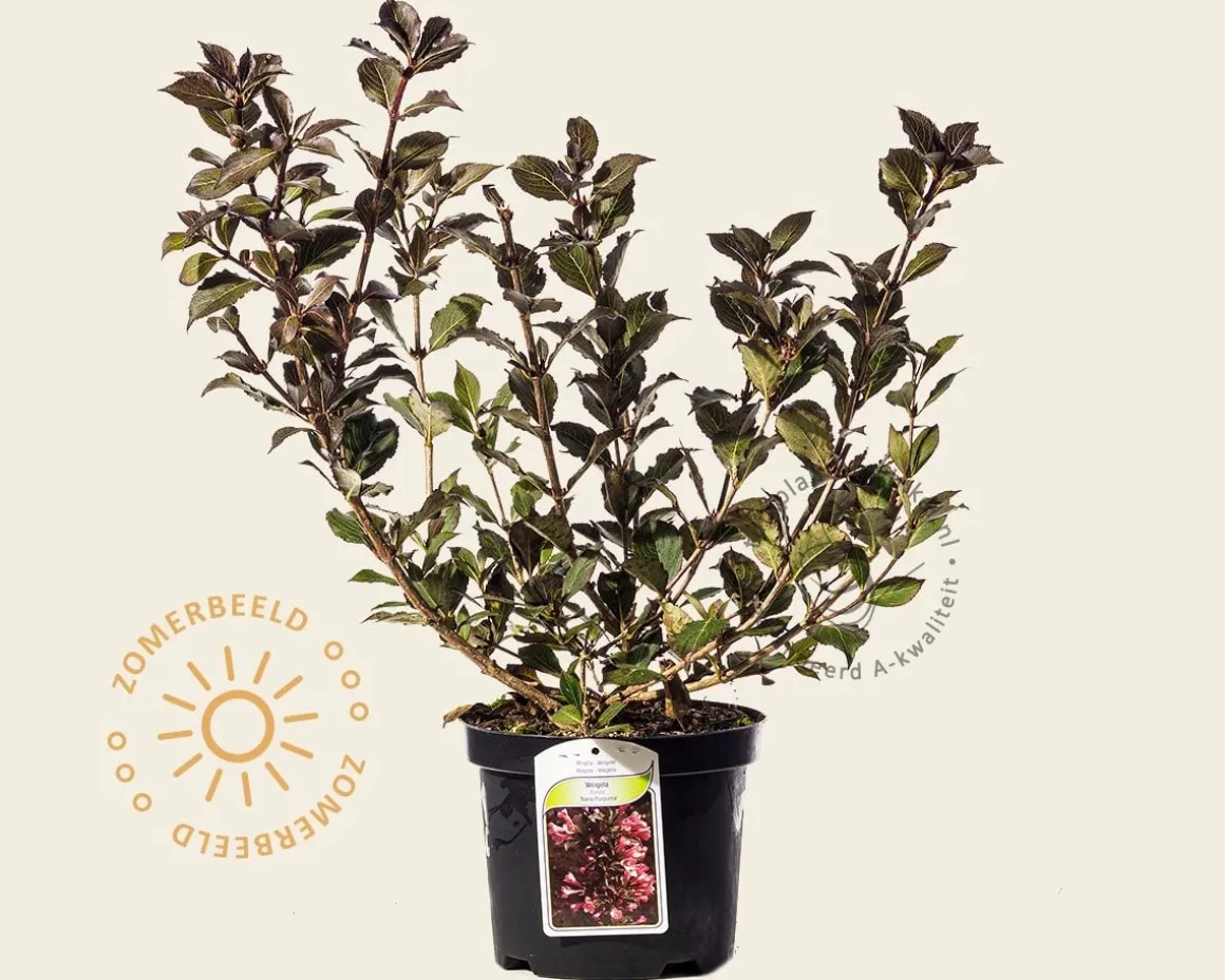 Weigela florida 'Nana Purpurea'