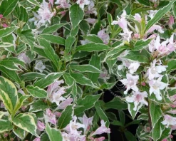 Weigela florida 'Nana Variegata' - XL