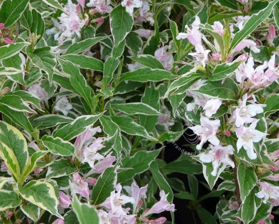 Weigela florida 'Nana Variegata' - XL