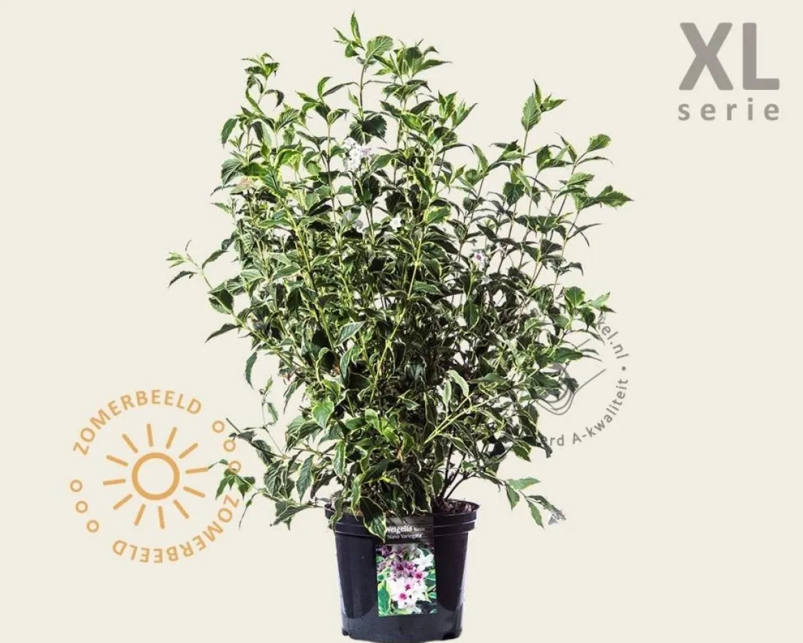 Weigela florida 'Nana Variegata' - XL