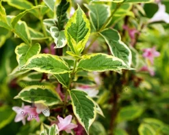 Weigela florida 'Nana Variegata'