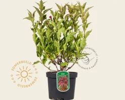 Weigela florida 'Red Prince'