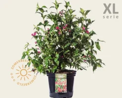 Weigela florida 'Red Prince' - XL