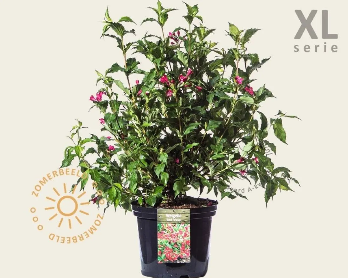 Weigela florida 'Red Prince' - XL