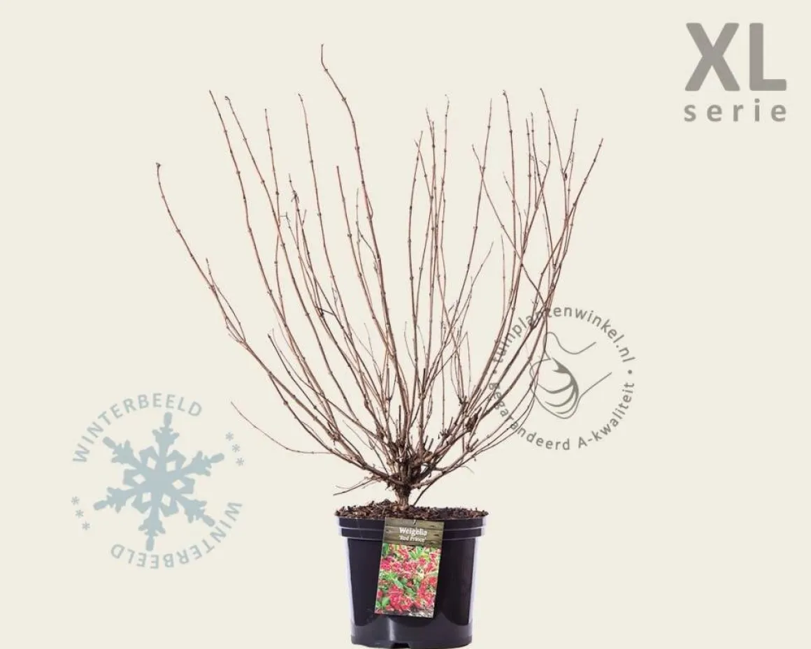 Weigela florida 'Red Prince' - XL