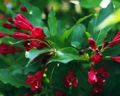 Weigela florida 'Red Prince' - XL