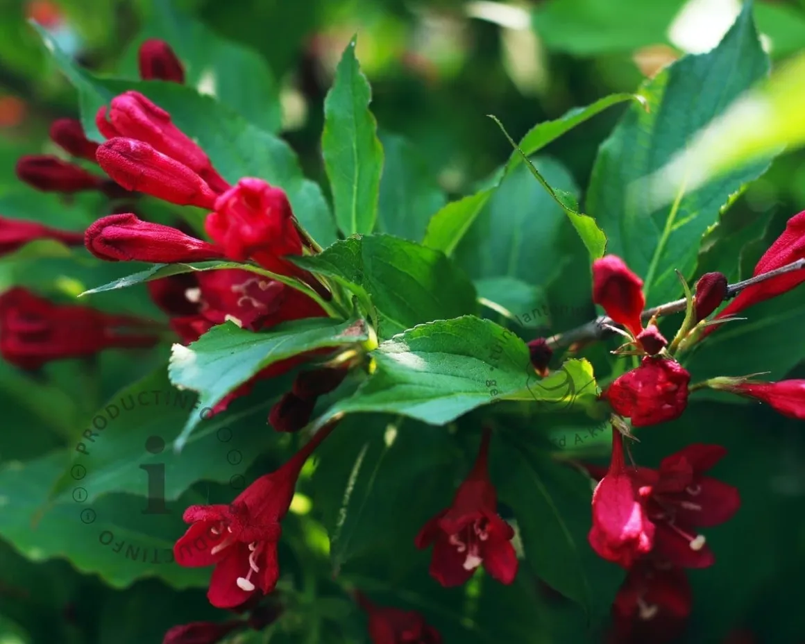 Weigela florida 'Red Prince' - XL
