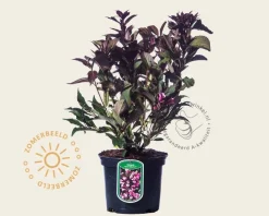 Weigela 'Naomi Campbell'