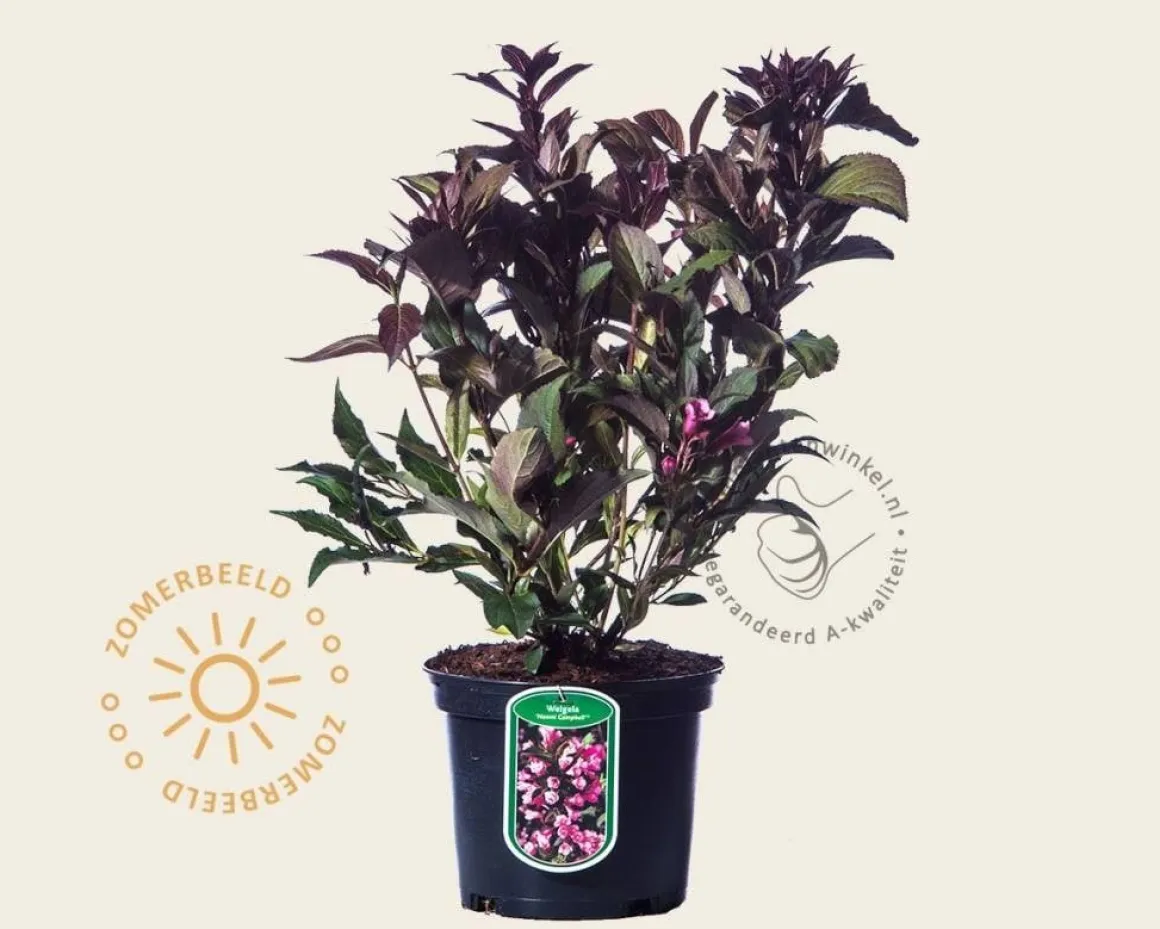 Weigela 'Naomi Campbell'