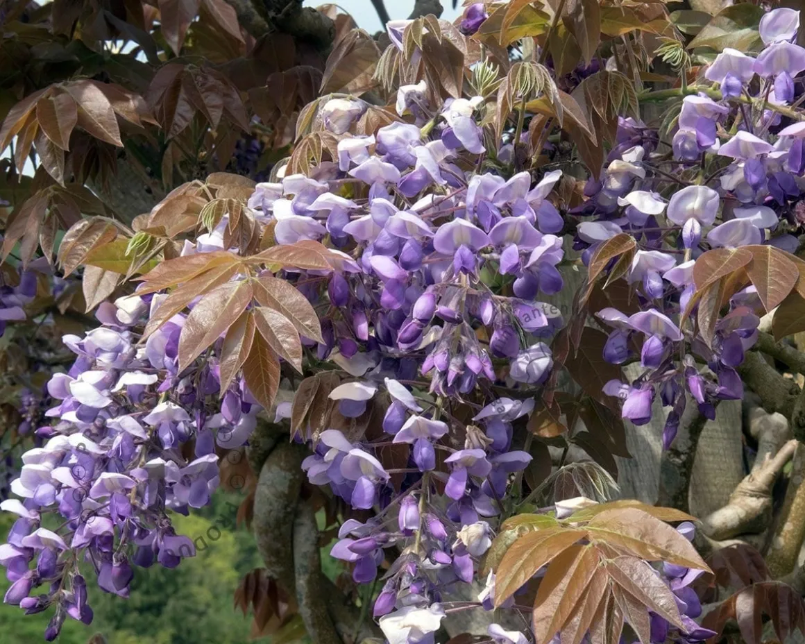 Wisteria brachybotrys 'Iko Yama Fuji' - XL