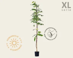 Wisteria brachybotrys 'Shiro Kapitan Fuji' - XL