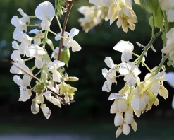 Wisteria brachybotrys 'Shiro Kapitan Fuji' - XL