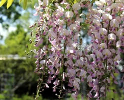 Wisteria floribunda 'Honbeni' - XL