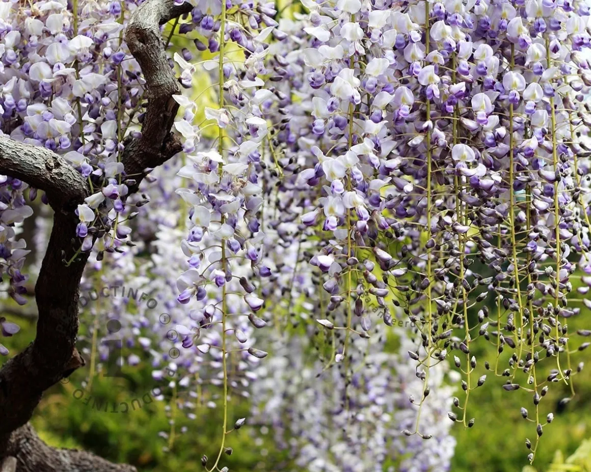 Wisteria floribunda 'Multijuga' - XL