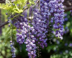 Wisteria floribunda 'Violacea plena' - XL