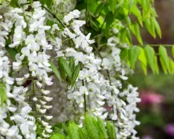 Wisteria sinensis 'Alba'