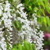 Wisteria sinensis 'Alba' - XL