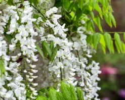 Wisteria sinensis 'Alba' - XL