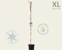 Wisteria sinensis 'Alba' - XL