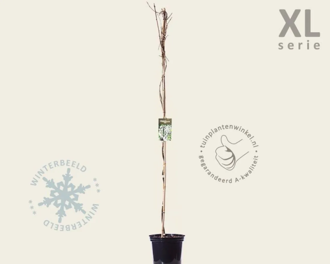 Wisteria sinensis 'Alba' - XL