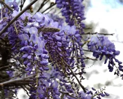 Wisteria sinensis 'Prolific'