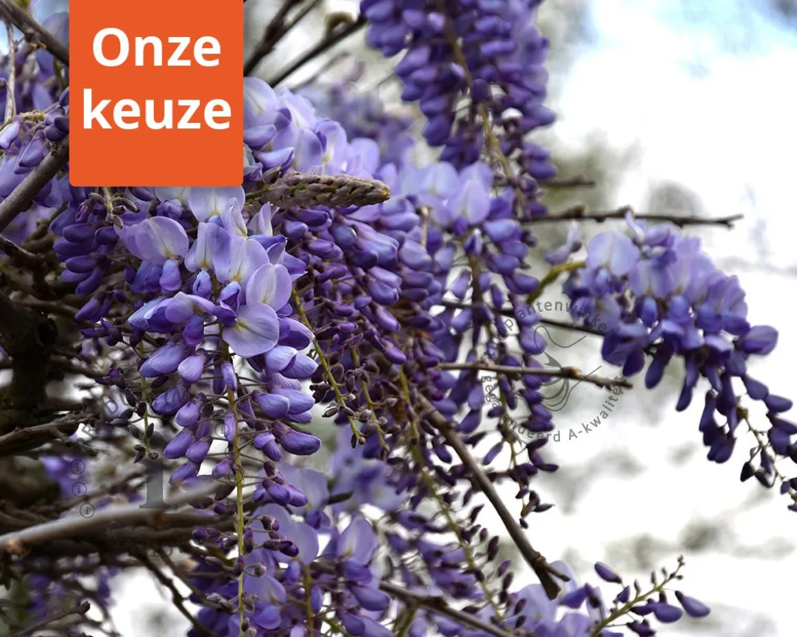 Wisteria sinensis 'Prolific'