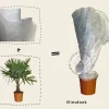 Yucca rostrata
