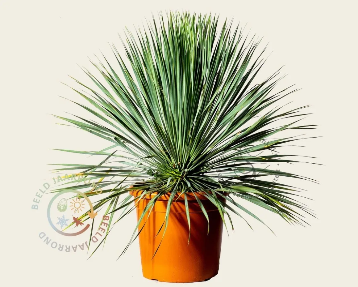 Yucca rostrata
