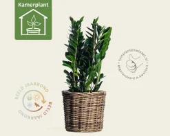 Zamioculcas zamiifolia