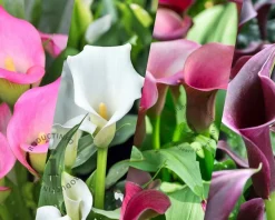 Zantedeschia Pastel Mix