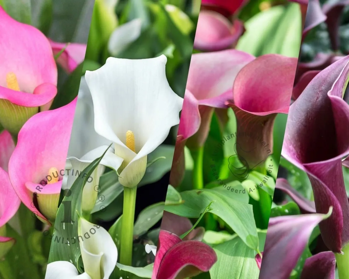 Zantedeschia Pastel Mix