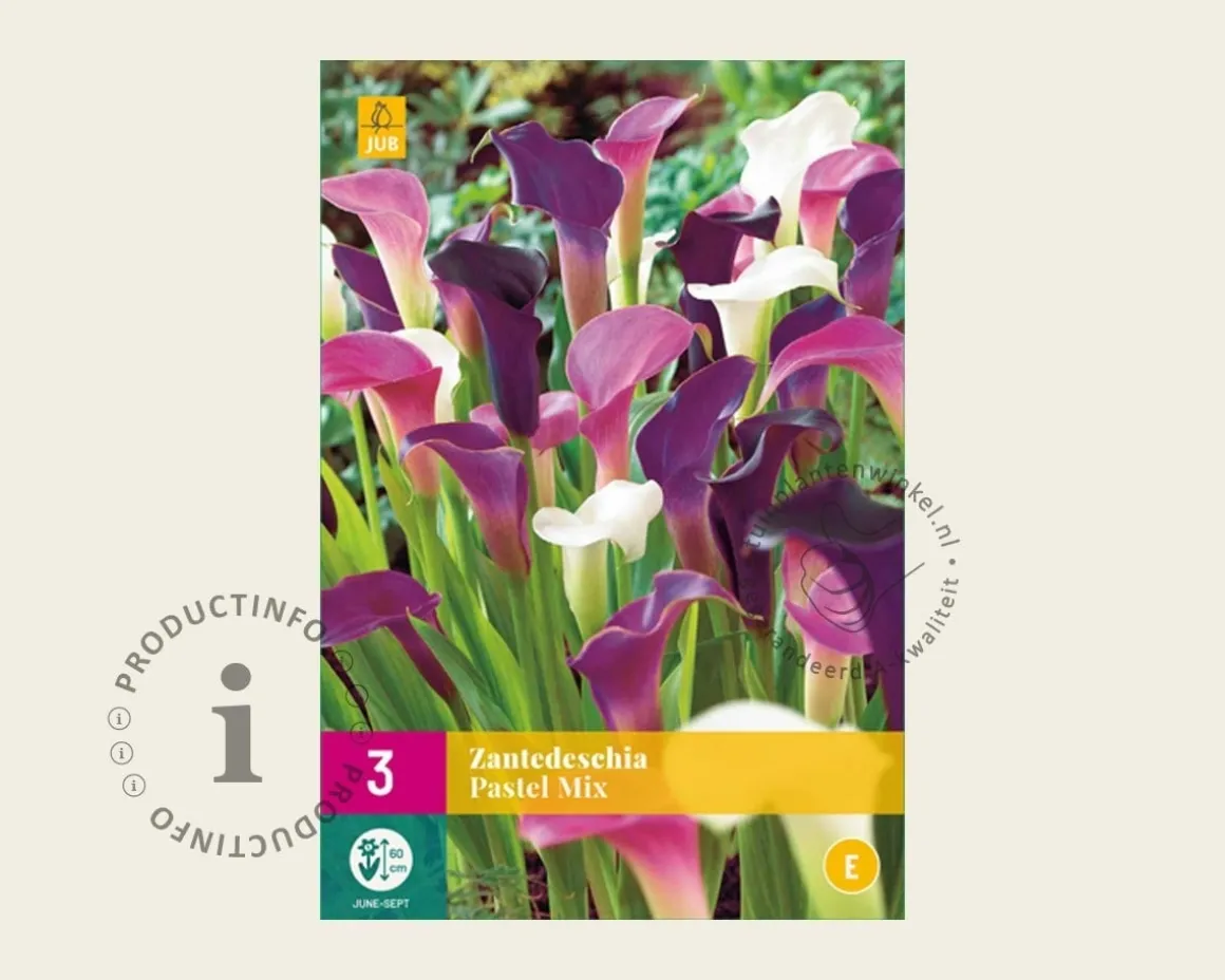 Zantedeschia Pastel Mix